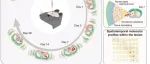 Neuron | 郑州大学王建课题组在小鼠脑出血模型的脑组织单细胞时空转录组图谱方面取得积极进展