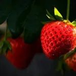 这种红色水果竟是天然 “降糖药”？研究证实：血糖、血脂、心脏都变好了