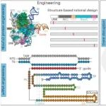 Nat Chem Biol｜西北农林科技大学王小龙等：利用AlphaFold3改造Fanzor系统，实现高效基因编辑