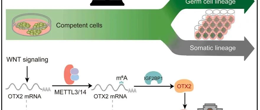 Cell Stem Cell丨浙江大学陈迪等合作揭示了限制人类生殖细胞特化的关键通路