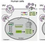 J Virol | 中国科学院微生物研究所邓涛团队合作揭示宿主因子hnRNPM调控甲型流感病毒复制的物种特异性机制