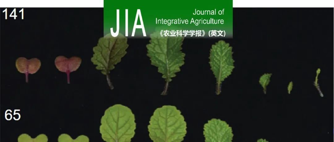 JIA｜湖南农大张振华教授团队发现芥菜BjuB05.GS1.4参与氮素同化和地上部NUE的驯化过程