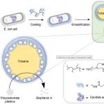南丹麦大学吴昌柱教授团队 Small：细胞表面工程实现皮克林乳液高效降解聚碳酸酯塑料