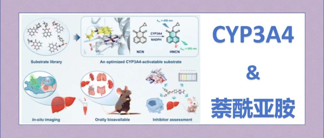 文献分享|一种优化的CYP3A4激活型荧光传感器，用于原位功能成像和多维抑制剂评估