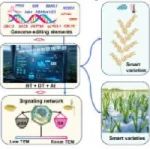 副研究员，以第一作者身份发表Molecular Plant