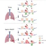Adv Sci | 中国科学院分子细胞科学卓越创新中心刘小龙组揭示 CD103+ T 细胞在肺癌发生中的免疫监视作用