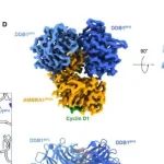 Sci Adv丨南方科技大学苏明媛等研究揭示了AMBRA1 E3泛素连接酶受体识别D型细胞周期蛋白的分子机制