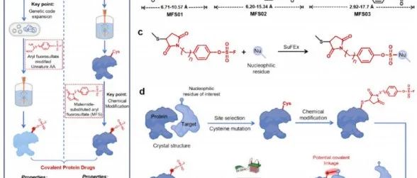 JACS|  用于肿瘤靶向共价治疗的化学工程亲和蛋白药物
