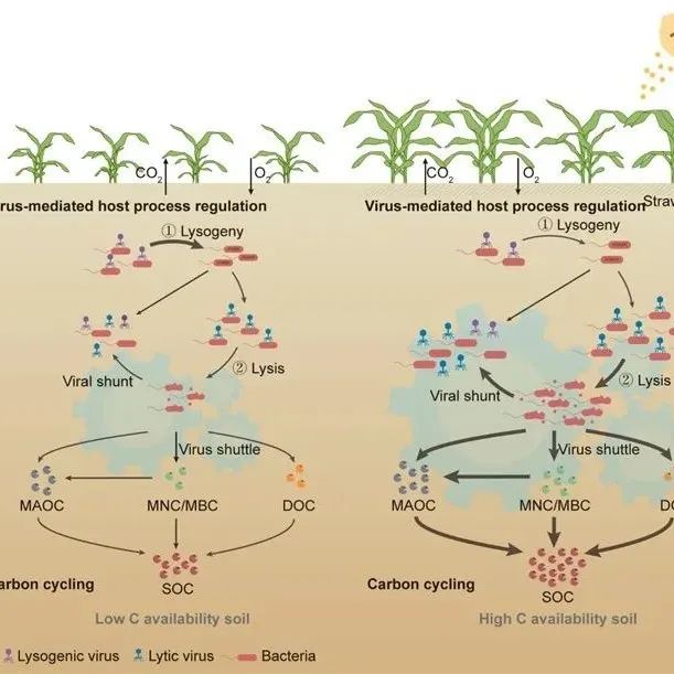 Advanced Science| 张佳宝院士团队在病毒调控土壤有机碳积累机制研究中取得新进展
