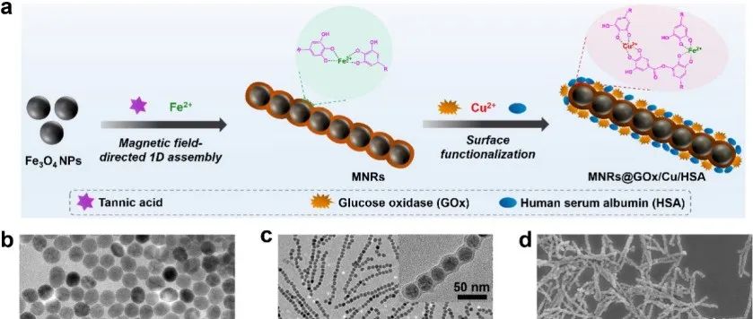 ACS Nano | 具有多酶级联催化活性的磁性纳米机器人用于肿瘤主动靶向和增强的化学动力学治疗