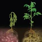 山东农业大学“泰山学者”团队博士生第一作者在植物学顶级期刊（IF=12.1）发表研究成果，破解植物病毒“高速公路”