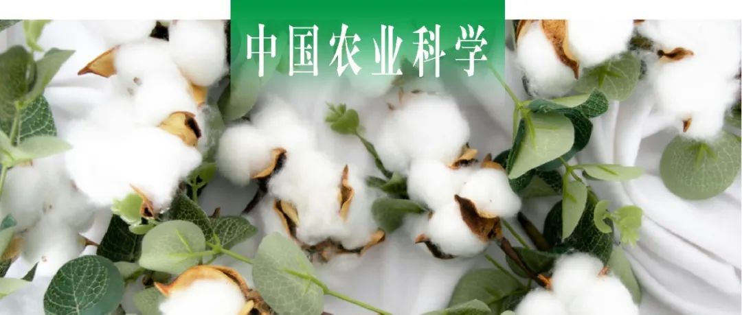 中国农业科学｜ 新疆农科院棉花所探析绿色高效生产模式下新疆棉花单产提升面临问题与途径