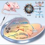 Biomaterials丨广西医科大学阳洁等团队合作研究制备双靶向双金属纳米酶协同近红外光增强肺腺癌治疗效果