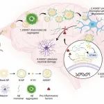 PNAS｜中国药科大学李苏昕团队发表Aβ-STING病理分子机制与多靶标药物制剂的研究成果