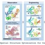 Nat Commun｜南方医科大学荣知立团队构建新型的hpCasMINI系统，为精准高效的基因治疗提供新的技术手段