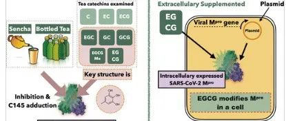 绿茶中的茶多酚通过共价结合抑制SARS-CoV-2主蛋白酶活性