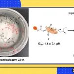 【JNP】江西师大袁涛课题组：内生真菌来源的亚呋喃季酮酸衍生物及其抗炎活性研究