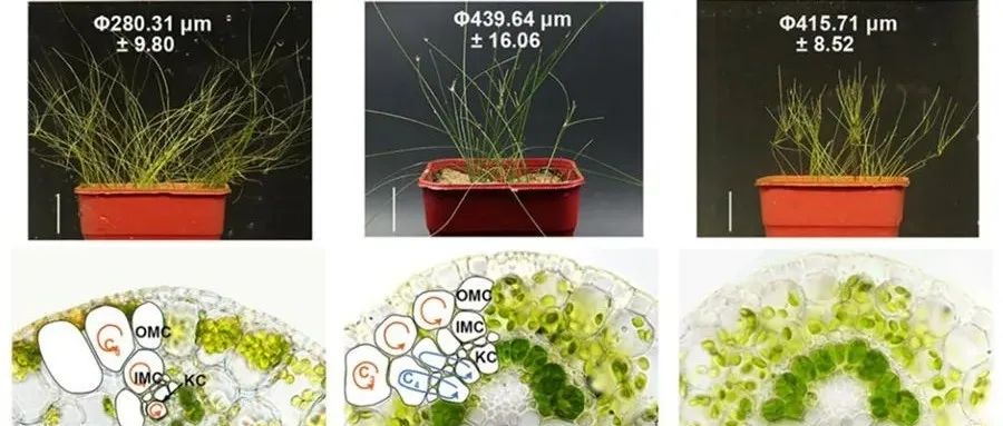 Advanced Science | 中科院遗传发育所李响团队破译植物光合途径“变形记”的遗传密码