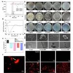 青岛大学于冰教授团队 Small：具有快速止血和广谱抗菌特性的寡肽水凝胶用于加速伤口愈合