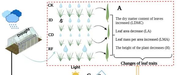 内蒙古大学徐柱文团队EEB最新成果：叶面积在羊草叶绿素荧光响应不同干旱情景中发挥着重要调节作用