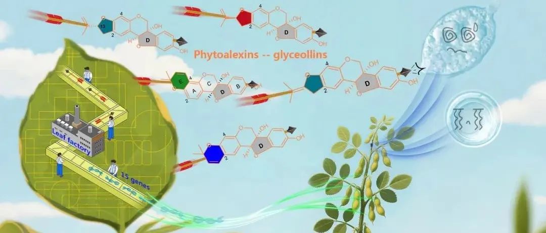 南科大黄安诚团队创制高产异黄酮植物底盘实现大豆素等异黄酮植保素的绿色生物全合成