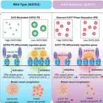 Cell Rep｜江苏省肿瘤医院陈礼明教授团队阐明GATA3调控乳腺癌新机制