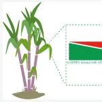Ind Crops Prod｜福建农林大学徐景升教授课题组揭示甘蔗GAPDH调控自噬与活性氧爆发应答SCMV侵染的分子机制