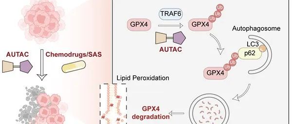 Cell Death Differ｜中南大学湘雅二医院程岩团队揭示GPX4选择性自噬降解新机制
