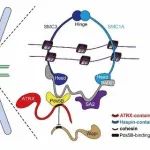 EMBO J｜浙江大学汪方炜实验室发文揭示ATRX保护染色体稳定性的新机制