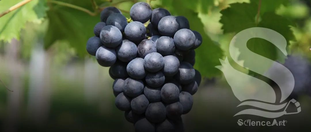 Nature Commun | 植物所葡萄与葡萄酒科学研发团队揭示了葡萄种质资源耐热性差异的遗传基础及调控机制