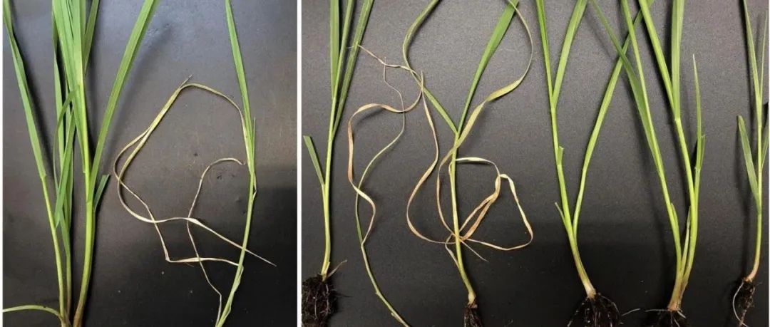 优秀！研究成果登上植物科学领域著名期刊Molecular Plant、Nature Plants，这个实验室植物检测项目大全