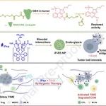 Biomaterials：GSH激活和溶胞ipep偶联的免疫纳米激动剂用于癌症协同治疗