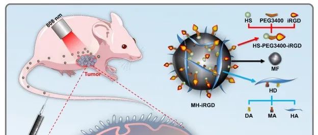 Biomaterials | 双靶向双金属锰铁纳米酶，探索肺癌治疗新维度