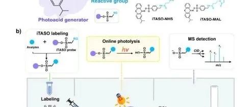 Analyticai chemistry|iTASO：一种新型光敏探针，用于通过流动注射质谱进行高通量和选择性亚甲基组学分析