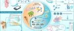 The Innovation Life | 揭秘生命的镜像世界：手性生物学的前沿探索