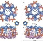 厦门大学化学院孔祥建&龙腊生团队：手性金属-多肽分子笼研究取得新进展