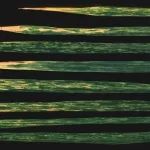 湖南农业大学博士生第一作者、宁波大学陈剑平院士团队在Nature Communications发文揭示小麦抗病高产“双赢”策略