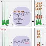 PLOS Biol｜南科大姬生健课题组继续在RNA修饰调控神经发育、功能和衰老领域取得系列进展