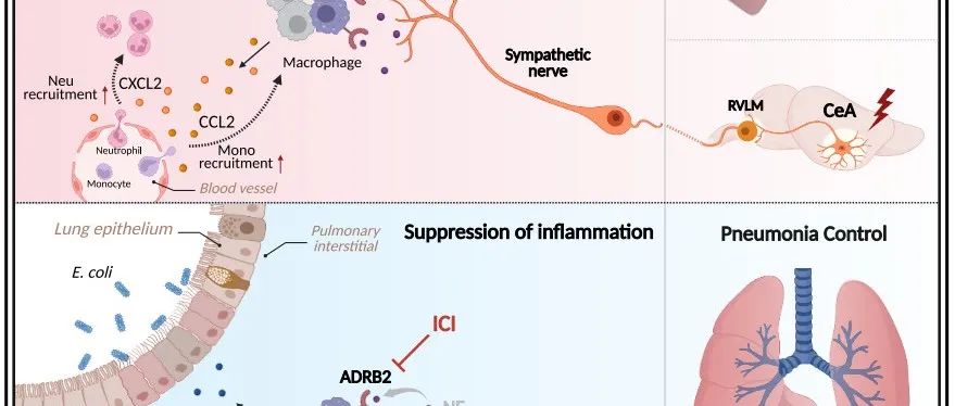 Immunity | 浙江大学方向明等确定了一种控制巨噬细胞介导的肺部炎症反应的关键脑-肺交感神经信号，用作严重肺炎的治疗策略