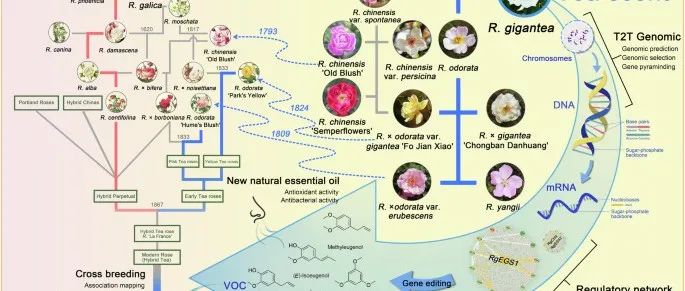 多组学分析揭示玫瑰茶香气生物合成与释放机制