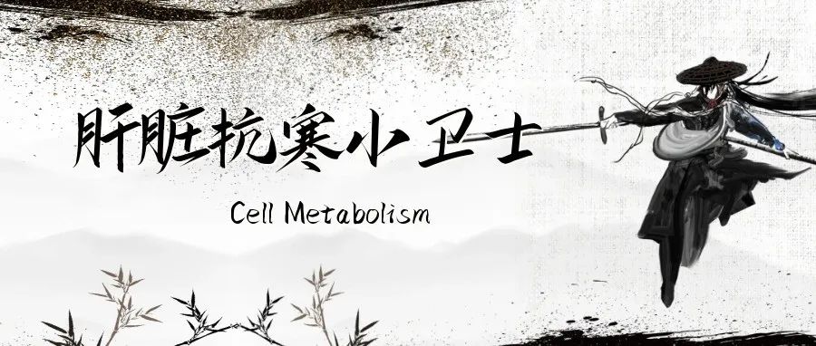 Cell Metabolism：肝脏抗寒小卫士
