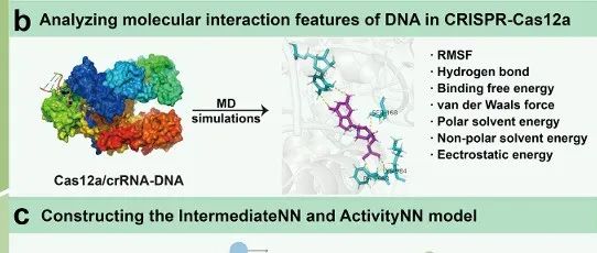 Adv.Sci &#166;通过整合CRISPR/Cas12a系统的DNA相互作用特征促进crRNA设计