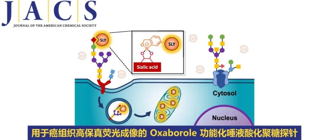 JACS | 用于癌组织高保真荧光成像的 Oxaborole 功能化唾液酸化聚糖探针