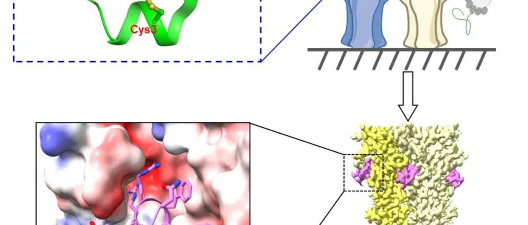 中国科学技术大学田长麟/孙德猛课题组：构建噬菌体编码的“类毒素”环肽库，从头发现强效的神经受体环肽抑制剂