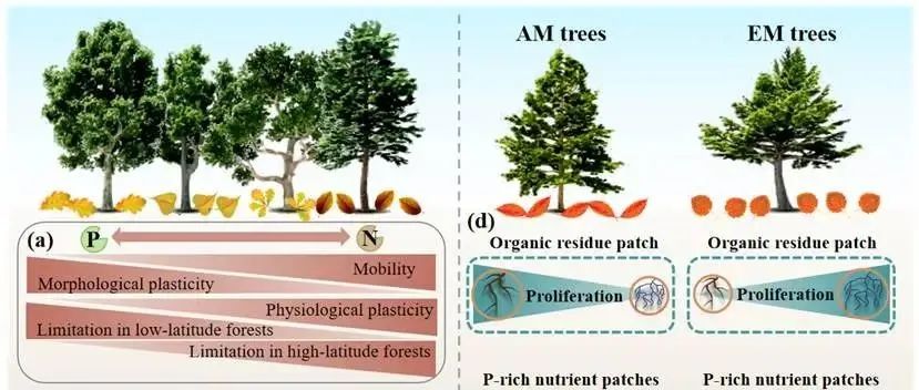 New Phytologists: 福建师范大学根系生态学团队在林木根系觅食策略取得进展