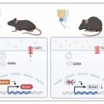 Mol Psychiatry｜厦门大学张杰、冷历歌与合作者阐明酒精成瘾导致抑郁的分子机制