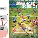 Adv Sci｜中山大学石国军/陈燕铭团队发现内分泌肽类激素合成新机制
