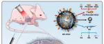 Biomaterials | 双靶向双金属锰铁纳米酶，探索肺癌治疗新维度