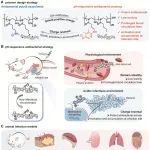 华东理工刘润辉教授课题组《Sci. Transl. Med.》：原位激活的宿主防御肽模拟前药抗耐药阴性菌感染