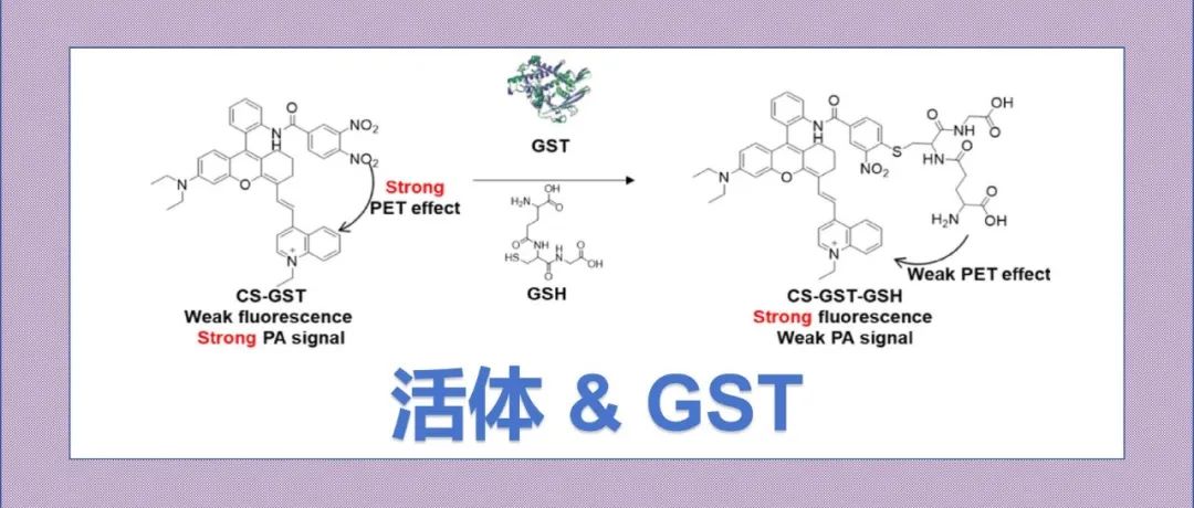 文献分享|CS-GST光学探针的开发与评估：用于不同阶段心血管疾病及结肠炎共感染中非侵入性监测GST活性